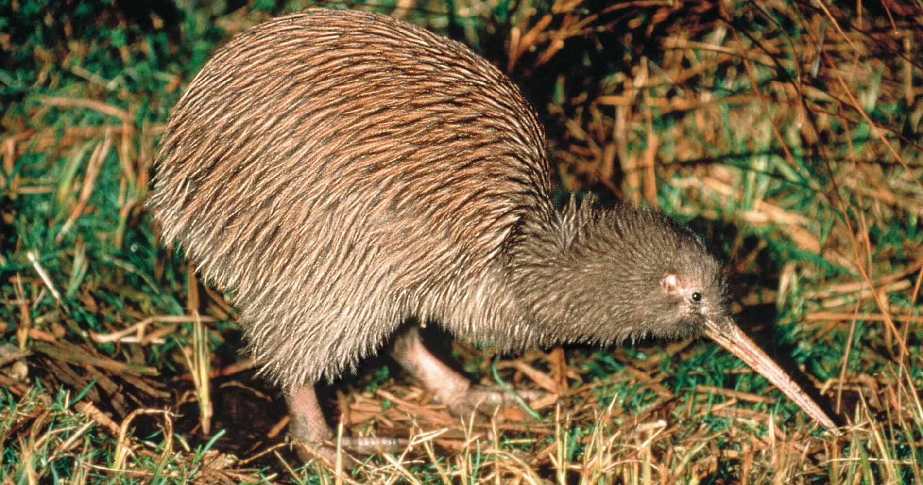 Kiwi bird