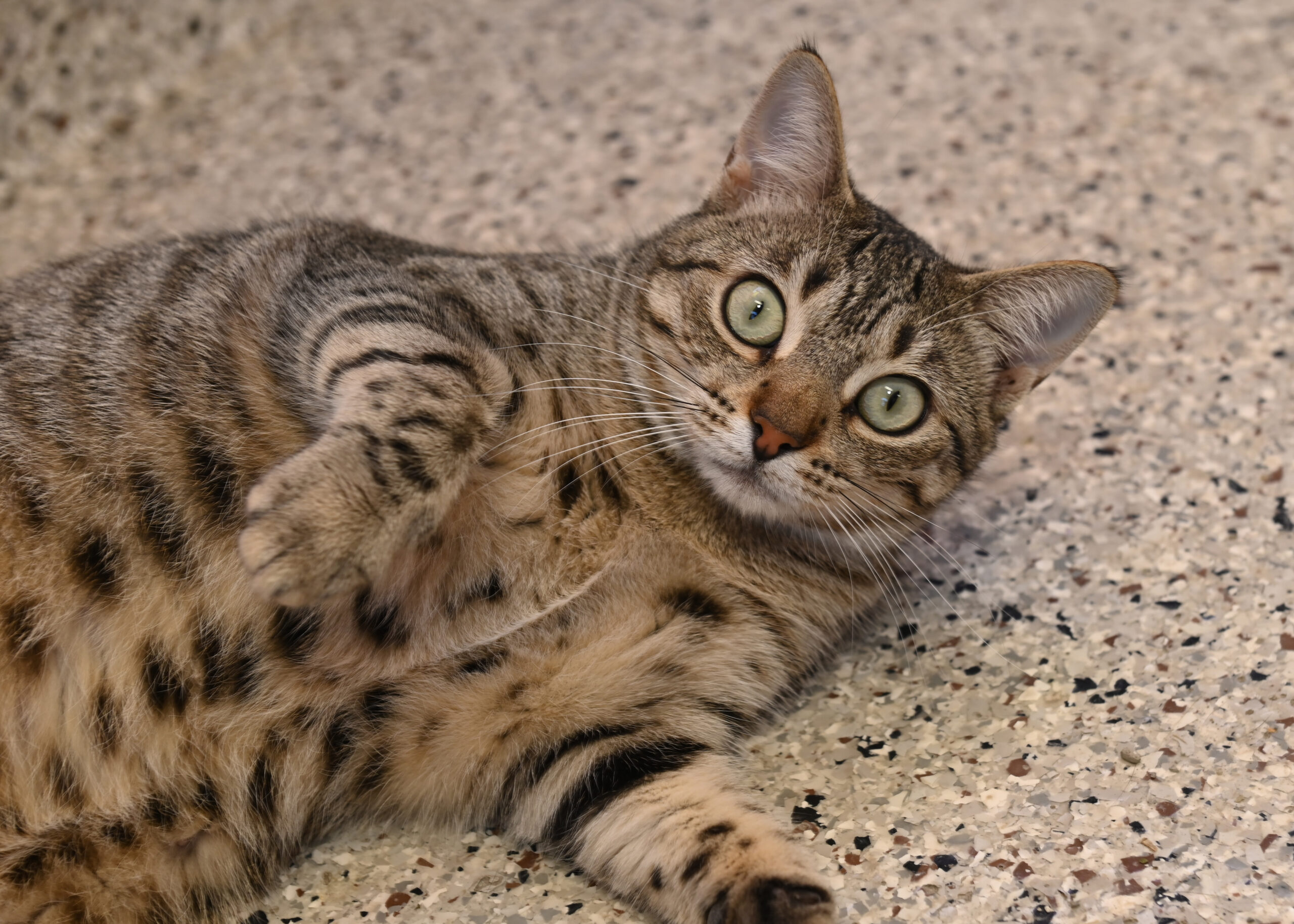 Cats