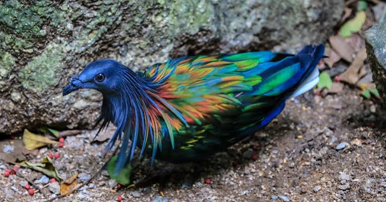 Kiwi bird