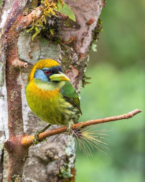 Bird gallery 2